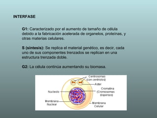 INTERFASE G1:  Caracterizado por el aumento de tamaño de célula debido a la fabricación acelerada de organelos, proteínas, y otras materias celulares.  S (síntesis):  Se replica el material genético, es decir, cada uno de sus componentes trenzados se replican en una estructura trenzada doble.  G2:  La célula continúa aumentando su biomasa.  