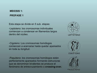 MEIOSIS 1: PROFASE 1 Esta etapa se divide en 5 sub. etapas: -Leptoteno:  los cromosomas individuales comienzan a condensar en filamentos largos dentro del núcleo. -Cigoteno:  Los cromosomas homólogos comienzan a acercarse hasta quedar apareados en toda su longitud. -Paquiteno:  los cromosomas homólogos están perfectamente apareados formando estructuras que se denominan bivalentes se produce el fenómeno de entrecruzamiento o  crossing-over. 