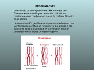 CROSSING-OVER Intercambio de un segmento de  DNA  entre los dos  Cromosomas homólogos  durante la meiosis, su resultado es una combinación nueva de material Genético en el gameto  La recombinación genética es el proceso mediante el cual la información genética se redistribuye. Es gracias a ella que se ha dado la diversidad en la evolución al crear diversidad en los alelos de distintos genes. 