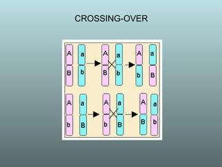 CROSSING-OVER 