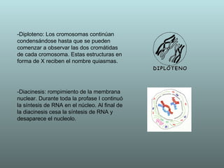 -Diploteno:  Los cromosomas continúan condensándose hasta que se pueden comenzar a observar las dos cromátidas de cada cromosoma. Estas estructuras en forma de X reciben el nombre quiasmas. -Diacinesis:  rompimiento de la membrana nuclear. Durante toda la profase I continuó la síntesis de RNA en el núcleo. Al final de la diacinesis cesa la síntesis de RNA y desaparece el nucleolo.  