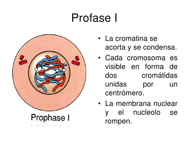 Imagen De La Profase 1 De La Meiosis es.slideshare.net