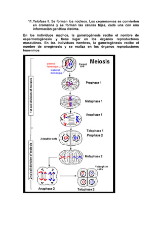 11. Telofase II. Se forman los núcleos. Los cromosomas se convierten
      en cromatina y se forman las células hijas, cada una con una
      información genética distinta.
En los individuos machos, la gametogénesis recibe el nombre de
espermatogénesis y tiene lugar en los órganos reproductores
masculinos. En los individuos hembras, la gametogénesis recibe el
nombre de ovogénesis y se realiza en los órganos reproductores
femeninos
 