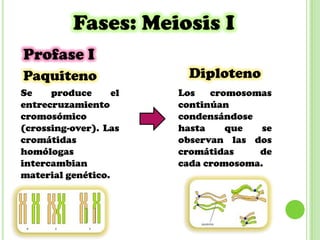 Meiosis | PPT