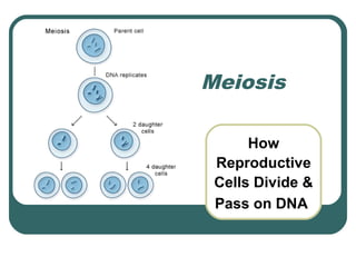 Meiosis

      How
 Reproductive
 Cells Divide &
 Pass on DNA
 