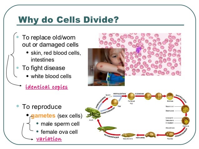 meiosis why do cells divide