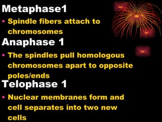 Metaphase1 Spindle fibers attach to chromosomes Anaphase 1 The spindles pull homologous chromosomes apart to opposite poles/ends Telophase 1 Nuclear membranes form and cell separates into two new cells 
