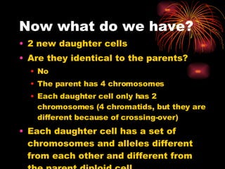 Now what do we have? 2 new daughter cells Are they identical to the parents? No The parent has 4 chromosomes Each daughter cell only has 2 chromosomes (4 chromatids, but they are different because of crossing-over) Each daughter cell has a set of chromosomes and alleles different from each other and different from the parent diploid cell 
