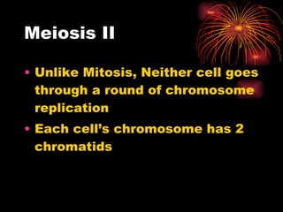 Meiosis II Unlike Mitosis, Neither cell goes through a round of chromosome replication Each cell’s chromosome has 2 chromatids 