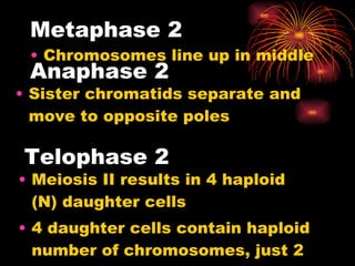 Metaphase 2 Chromosomes line up in middle Anaphase 2 Sister chromatids separate and move to opposite poles Telophase 2 Meiosis II results in 4 haploid (N) daughter cells 4 daughter cells contain haploid number of chromosomes, just 2 each 