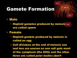 Gamete Formation Male Haploid gametes produced by meiosis are called sperm Female Haploid gamete produced by meiosis is called an egg Cell divisions at the end of meiosis one and two are uneven so one cell gets most of the cytoplasm (the EGG) and the other three are called  polar bodies  (don’t participate in reproduction) 