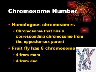 Chromosome Number Homologous chromosomes Chromosome that has a corresponding chromosome from the opposite-sex parent Fruit fly has 8 chromosomes 4 from mom 4 from dad 