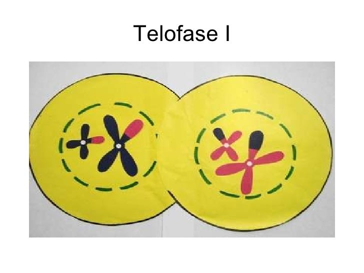 telofase 1
