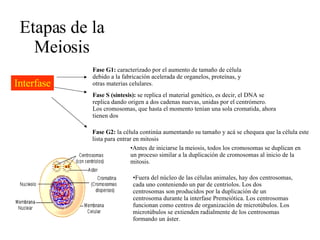 Etapas de la Meiosis Interfase Fase G1:  caracterizado por el aumento de tamaño de célula debido a la fabricación acelerada de organelos, proteínas, y otras materias celulares.  Fase S (síntesis):  se replica el material genético, es decir, el DNA se replica dando origen a dos cadenas nuevas, unidas por el centrómero. Los cromosomas, que hasta el momento tenían una sola cromatida, ahora tienen dos  Fase G2:  la célula continúa aumentando su tamaño y acá se chequea que la célula este lista para entrar en mitosis Antes de iniciarse la meiosis, todos los cromosomas se duplican en un proceso similar a la duplicación de cromosomas al inicio de la mitosis.  Fuera del núcleo de las células animales, hay dos centrosomas, cada uno conteniendo un par de centriolos. Los dos centrosomas son producidos por la duplicación de un centrosoma durante la interfase Premeiótica. Los centrosomas funcionan como centros de organización de microtúbulos. Los microtúbulos se extienden radialmente de los centrosomas formando un áster.  