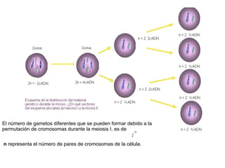 El número de gametos diferentes que se pueden formar debido a la permutación de cromosomas durante la meiosis I, es de  n  representa el número de pares de cromosomas de la célula.   
