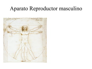 Aparato Reproductor masculino 