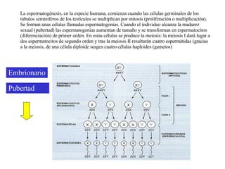 La espermatogénesis, en la especie humana, comienza cuando las células germinales de los túbulos seminíferos de los testículos se multiplican por mitosis (proliferación o multiplicación). Se forman unas células llamadas espermatogonias. Cuando el individuo alcanza la madurez sexual (pubertad) las espermatogonias aumentan de tamaño y se transforman en espermatocitos (diferenciación) de primer orden. En estas células se produce la meiosis: la meiosis I dará lugar a dos espermatocitos de segundo orden y tras la meiosis II resultarán cuatro espermátidas (gracias a la meiosis, de una célula diploide surgen cuatro células haploides (gametos)  Embrionario Pubertad 