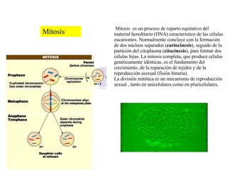 Mitosis Mitosis  es un proceso de reparto equitativo del material hereditario (DNA) característico de las células eucariontes. Normalmente concluye con la formación de dos núcleos separados ( cariocinesis ), seguido de la partición del citoplasma ( citocinesis ), para formar dos células hijas. La mitosis completa, que produce células genéticamente idénticas, es el fundamento del crecimiento, de la reparación de tejidos y de la reproducción asexual (fisión binaria). La división mitótica es un mecanismo de reproducción sexual , tanto en unicelulares como en pluricelulares. 