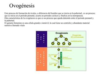 Este proceso de formación de óvulos, a diferencia del hombre que se inicia en la pubertad , es un proceso que se inicia en el periodo prenatal, ocurre en periodos cíclicos y finaliza en la menopausia. Otra característica de la ovogénesis es que es un proceso que queda detenido entre el periodo prenatal y la pubertad. El gameto femenino es una célula grande e inmóvil, la cual tiene un centríolo y abundante material nutritivo llamado vitelo  Ovogénesis 