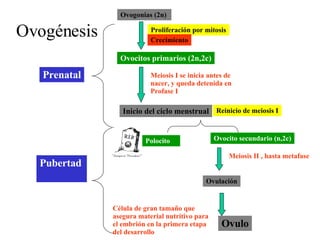 Ovogénesis Ovogonias (2n)  Proliferación por mitosis Crecimiento Ovocitos primarios (2n,2c) Meiosis I se inicia antes de nacer, y queda detenida en Profase I Prenatal Pubertad Inicio del ciclo menstrual Reinicio de meiosis I Polocito Ovocito secundario (n,2c) Meiosis II , hasta metafase Ovulación Ovulo Célula de gran tamaño que asegura material nutritivo para el embrión en la primera etapa  del desarrollo 