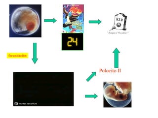 fecundación Polocito II 