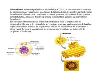 El  centrosoma  o centro organizador de microtúbulos (COMTs) es una estructura exclusiva de las células animales y organismos unicelulares. Está formada por dos cilindros perpendiculares llamados centriolos que están constituidos por nueve grupos de microtúbulos de una proteína llamada tubulina. Alrededor de éstos se dispone radialmente un conjunto de microtúbulos llamado áster. Sus funciones están relacionadas con la motilidad celular y con la organización del citoesqueleto. Durante la división celular los centriolos se dirigen a polos opuestos de la célula, organizando el huso mitótico. En el periodo de anafase los microtúbulos del áster estiran la célula y contribuyen a la separación de los cromosomas a cromátidas y a la división del citoplasma (Citocinesis) 