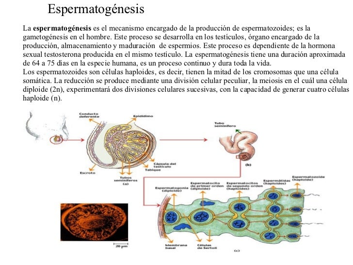 Meiosis