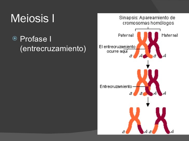 what does mitosis produce cells for what does mitosis produce cells for