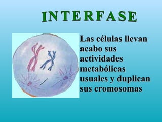 INTERFASE Las células llevan acabo sus actividades metabólicas usuales y duplican sus cromosomas 