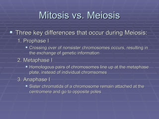 Meiosis | PPT