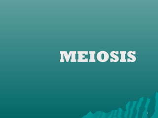 MEIOSIS


          1
 