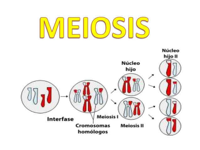 Meiosis