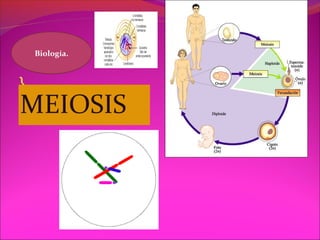 MEIOSIS
Biología.
 