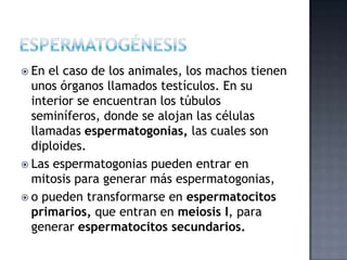  En el caso de los animales, los machos tienen
unos órganos llamados testículos. En su
interior se encuentran los túbulos
seminíferos, donde se alojan las células
llamadas espermatogonias, las cuales son
diploides.
 Las espermatogonias pueden entrar en
mitosis para generar más espermatogonias,
 o pueden transformarse en espermatocitos
primarios, que entran en meiosis I, para
generar espermatocitos secundarios.
 