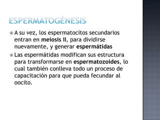  A su vez, los espermatocitos secundarios
entran en meiosis II, para dividirse
nuevamente, y generar espermátidas
 Las espermátidas modifican sus estructura
para transformarse en espermatozoides, lo
cual también conlleva todo un proceso de
capacitación para que pueda fecundar al
oocito.
 