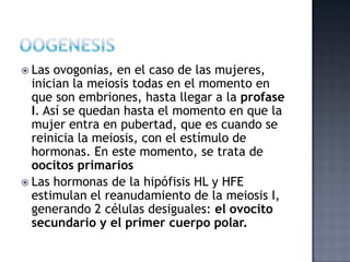  Las ovogonias, en el caso de las mujeres,
inician la meiosis todas en el momento en
que son embriones, hasta llegar a la profase
I. Así se quedan hasta el momento en que la
mujer entra en pubertad, que es cuando se
reinicia la meiosis, con el estímulo de
hormonas. En este momento, se trata de
oocitos primarios
 Las hormonas de la hipófisis HL y HFE
estimulan el reanudamiento de la meiosis I,
generando 2 células desiguales: el ovocito
secundario y el primer cuerpo polar.
 