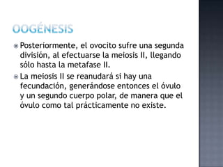  Posteriormente, el ovocito sufre una segunda
división, al efectuarse la meiosis II, llegando
sólo hasta la metafase II.
 La meiosis II se reanudará si hay una
fecundación, generándose entonces el óvulo
y un segundo cuerpo polar, de manera que el
óvulo como tal prácticamente no existe.
 