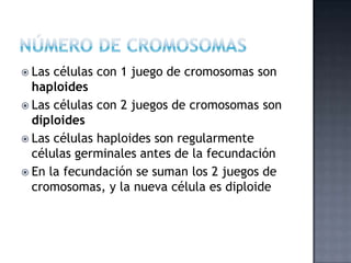  Las células con 1 juego de cromosomas son
haploides
 Las células con 2 juegos de cromosomas son
diploides
 Las células haploides son regularmente
células germinales antes de la fecundación
 En la fecundación se suman los 2 juegos de
cromosomas, y la nueva célula es diploide
 