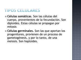  Células somáticas. Son las células del
cuerpo, provenientes de la fecundación. Son
diploides. Estas células se propagan por
mitosis
 Células germinales. Son las que aportan los
progenitores, provienen de un proceso de
gametogénesis, y por lo tanto, de una
meiosis. Son haploides.
 
