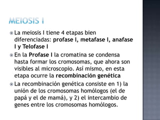  La meiosis I tiene 4 etapas bien
diferenciadas: profase I, metafase I, anafase
I y Telofase I
 En la Profase I la cromatina se condensa
hasta formar los cromosomas, que ahora son
visibles al microscopio. Así mismo, en esta
etapa ocurre la recombinación genética
 La recombinación genética consiste en 1) la
unión de los cromosomas homólogos (el de
papá y el de mamá), y 2) el intercambio de
genes entre los cromosomas homólogos.
 