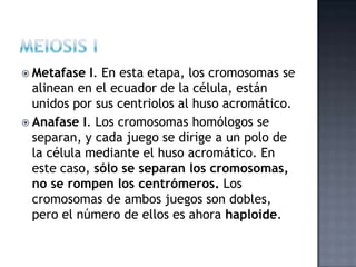  Metafase I. En esta etapa, los cromosomas se
alinean en el ecuador de la célula, están
unidos por sus centriolos al huso acromático.
 Anafase I. Los cromosomas homólogos se
separan, y cada juego se dirige a un polo de
la célula mediante el huso acromático. En
este caso, sólo se separan los cromosomas,
no se rompen los centrómeros. Los
cromosomas de ambos juegos son dobles,
pero el número de ellos es ahora haploide.
 