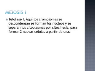  Telofase I. Aquí los cromosomas se
descondensan se forman los núcleos y se
separan los citoplasmas por citocinesis, para
formar 2 nuevas células a partir de una.
 