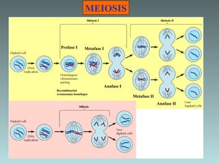 MEIOSIS

Profase I

Metafase I

Anafase I
Recombinación
cromosomas homólogos

Metafase II
Anafase II

 