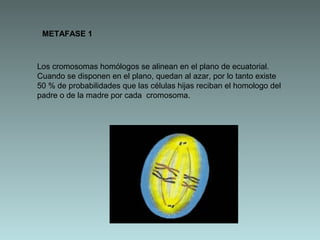 METAFASE 1

Los cromosomas homólogos se alinean en el plano de ecuatorial.
Cuando se disponen en el plano, quedan al azar, por lo tanto existe
50 % de probabilidades que las células hijas reciban el homologo del
padre o de la madre por cada cromosoma.

 