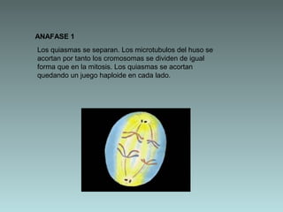 ANAFASE 1
Los quiasmas se separan. Los microtubulos del huso se
acortan por tanto los cromosomas se dividen de igual
forma que en la mitosis. Los quiasmas se acortan
quedando un juego haploide en cada lado.

 