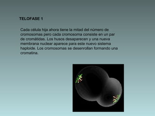 TELOFASE 1
Cada célula hija ahora tiene la mitad del número de
cromosomas pero cada cromosoma consiste en un par
de cromátidas. Los husos desaparecen y una nueva
membrana nuclear aparece para este nuevo sistema
haploide. Los cromosomas se desenrollan formando una
cromatina.

 