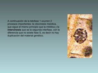 A continuación de la telofase 1 ocurren 2
procesos importantes: la citocinesis meiotica,
que sigue el mismo principio que la mitótica y la
intercinesis que es la segunda interfase, con la
diferencia que no existe fase S, es decir no hay
duplicación del material genético.

 