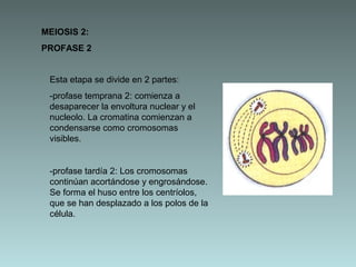 MEIOSIS 2:
PROFASE 2
Esta etapa se divide en 2 partes:
-profase temprana 2: comienza a
desaparecer la envoltura nuclear y el
nucleolo. La cromatina comienzan a
condensarse como cromosomas
visibles.

-profase tardía 2: Los cromosomas
continúan acortándose y engrosándose.
Se forma el huso entre los centríolos,
que se han desplazado a los polos de la
célula.

 