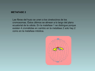 METAFASE 2
Las fibras del huso se unen a los cinetocóros de los
cromosomas. Éstos últimos se alinean a lo largo del plano
ecuatorial de la célula. En la matefase 1 se distingue porque
existen 4 cromátidas en cambio en la metafase 2 solo hay 2
como en la metafase mitotica.

 