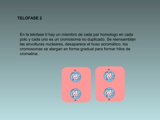 TELOFASE 2

En la telofase II hay un miembro de cada par homologo en cada
polo y cada uno es un cromosoma no duplicado. Se reensamblan
las envolturas nucleares, desaparece el huso acromático. los
cromosomas se alargan en forma gradual para formar hilos de
cromatina.

 